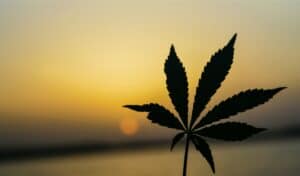 marijuana leaf in front of a setting sun