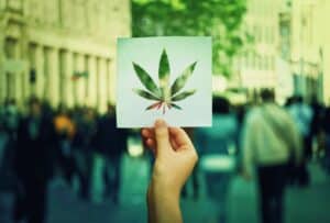 Marijuana cut out over a green background