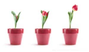 three flower pots each flower blooming more
