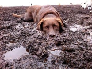 Dog in Mud